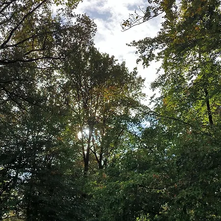 Waldgefluester Daire